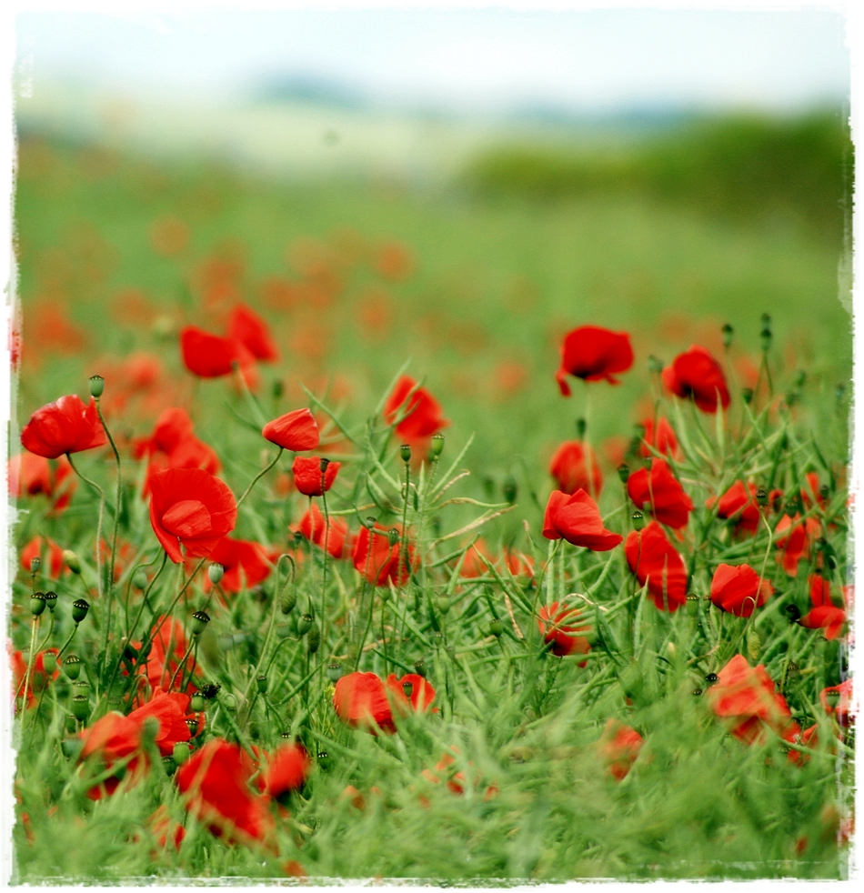 Mohn...die Zweite :-)