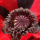 Mohn(d)kapsel mit Mohn(d)staub