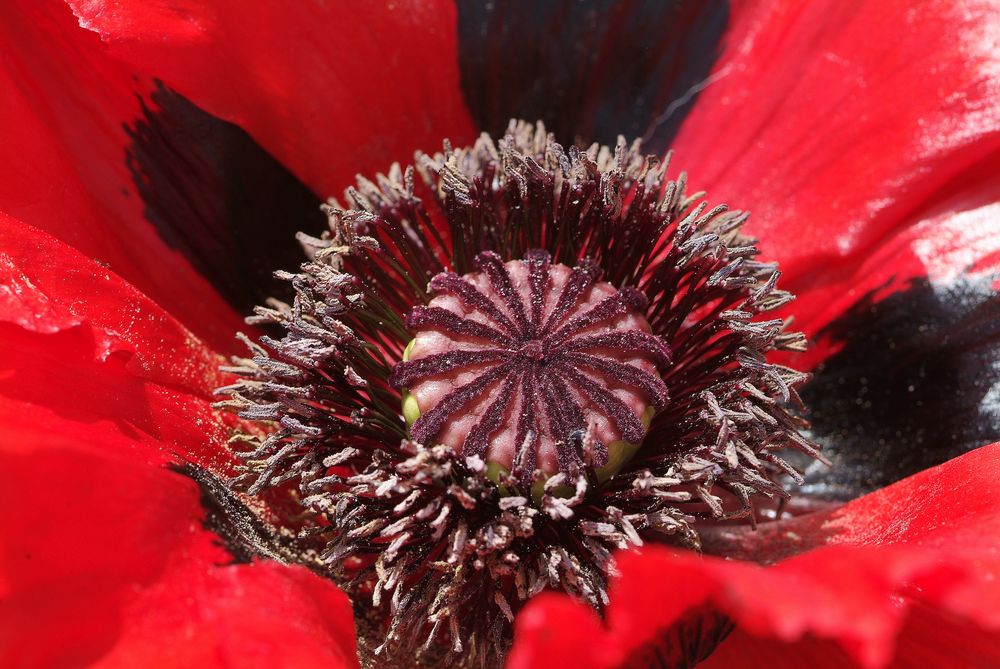 Mohn(d)kapsel mit Mohn(d)staub