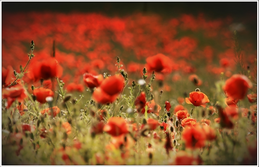 Mohn(d)landschaft