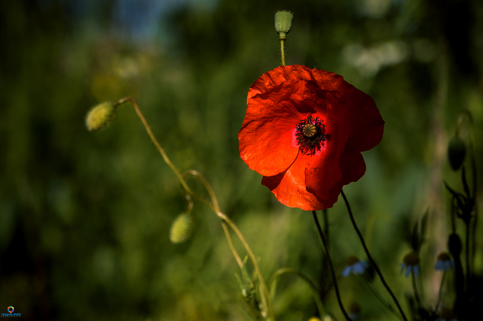 Mohn_DO