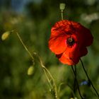 Mohn_DO