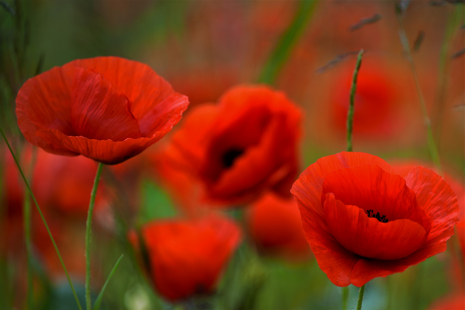 Mohn/Drei