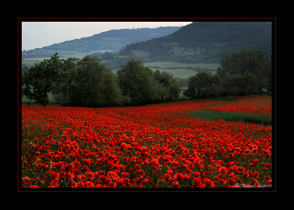 Mohn_e