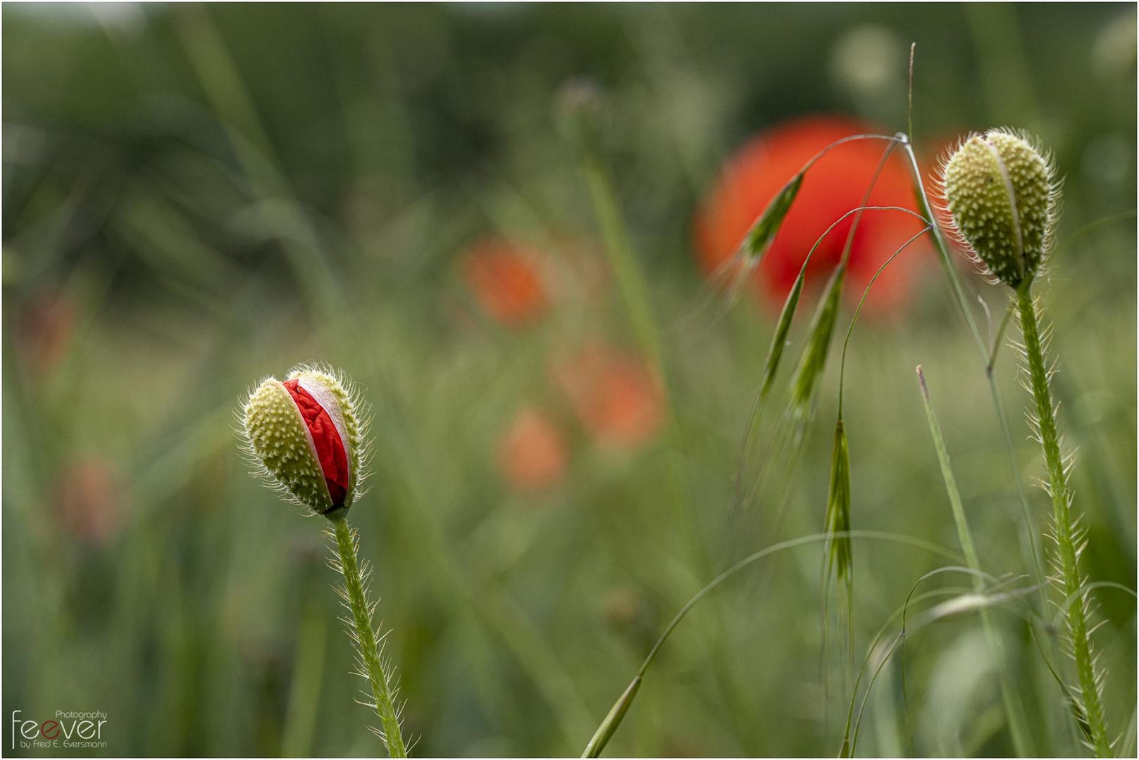 Mohnerwachen #1