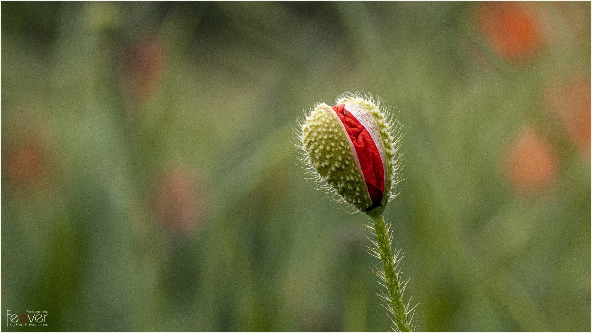 Mohnerwachen #2