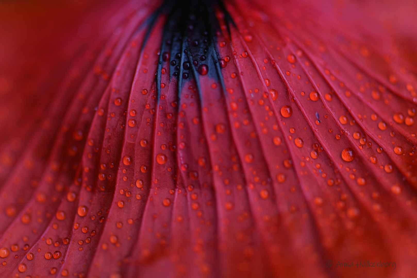 mohn.fächer