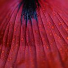 mohn.fächer