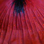 mohn.fächer