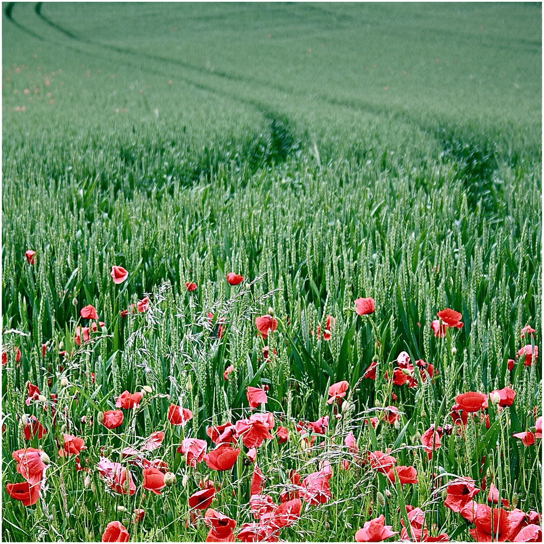 mohn.fahrzeug