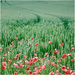 mohn.fahrzeug