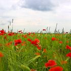 Mohnfeld, (78 Megapixel Panorama)