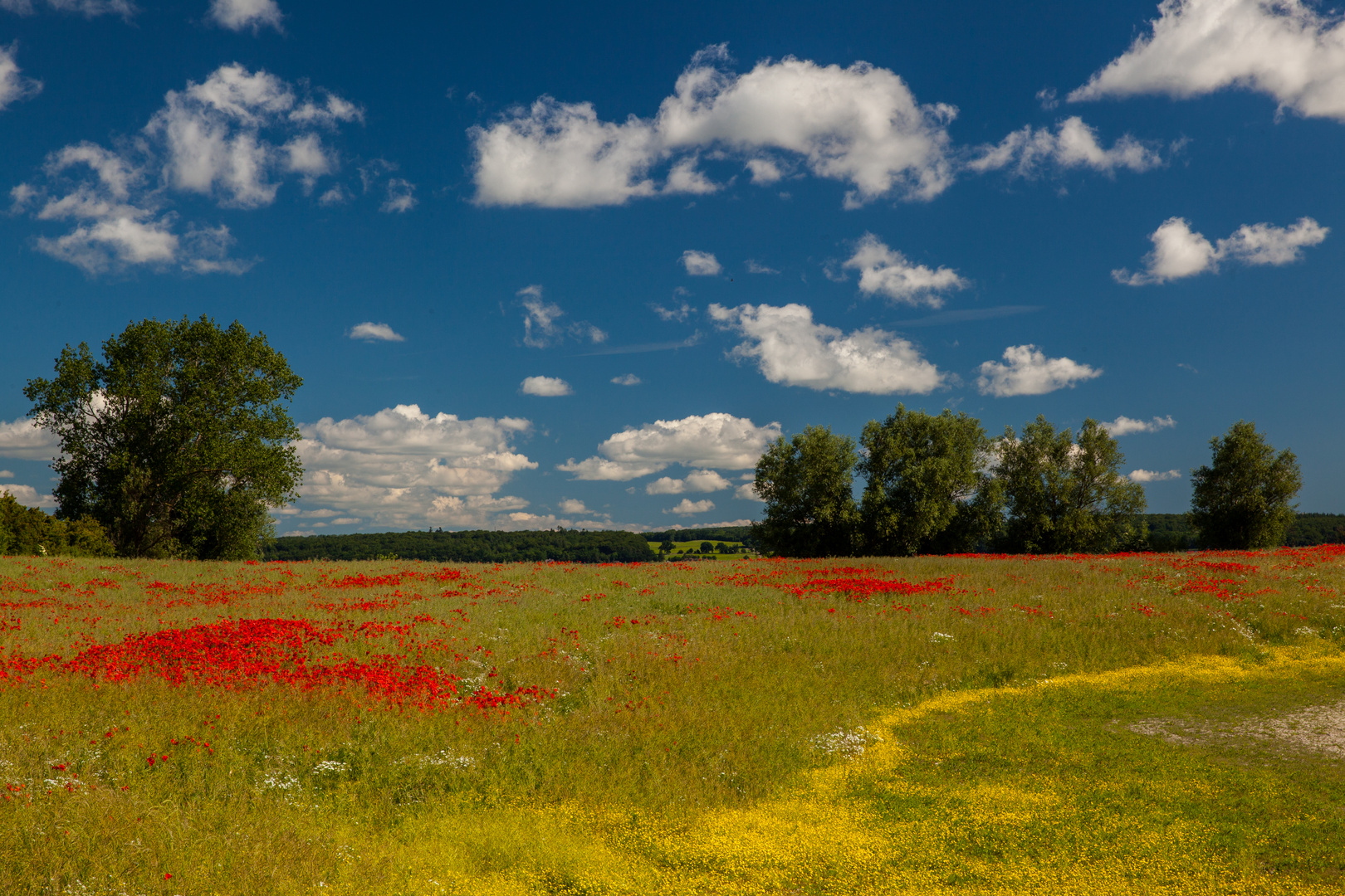 Mohnfeld