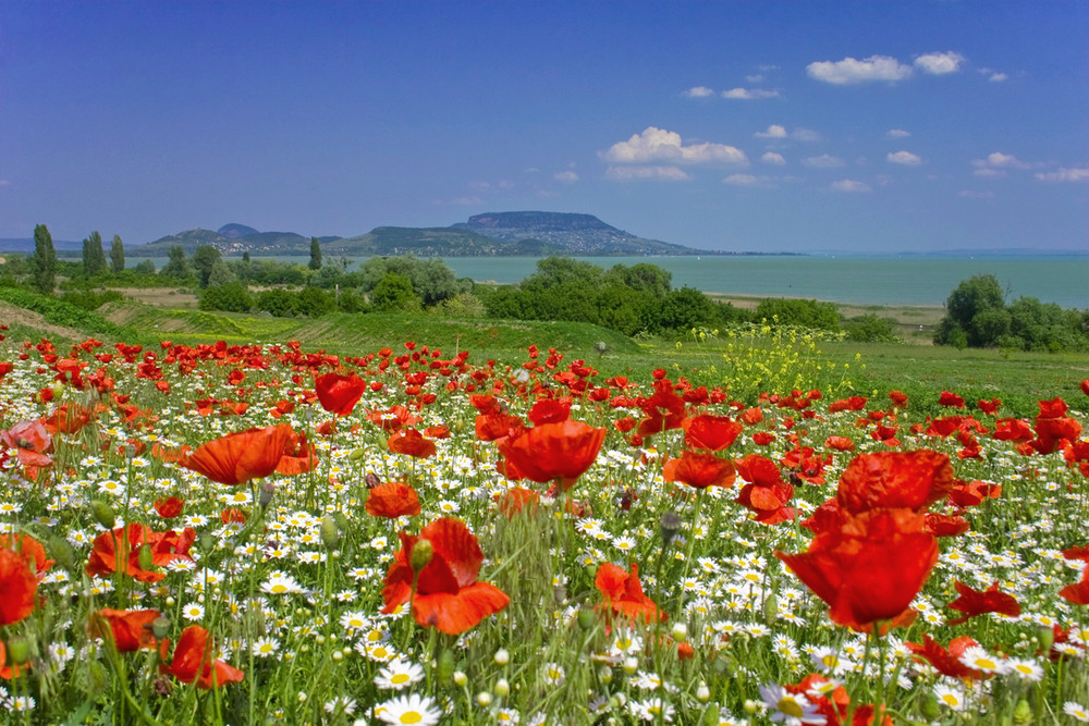 Mohnfeld am Balaton - Ungarn Mai 2007