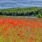 Mohnfeld am Süllitzer See (Rügen)