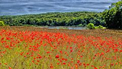 Mohnfeld am Süllitzer See (Rügen)