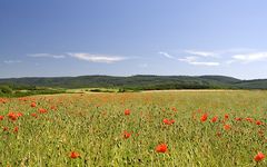 Mohnfeld an der Teufelsmauer