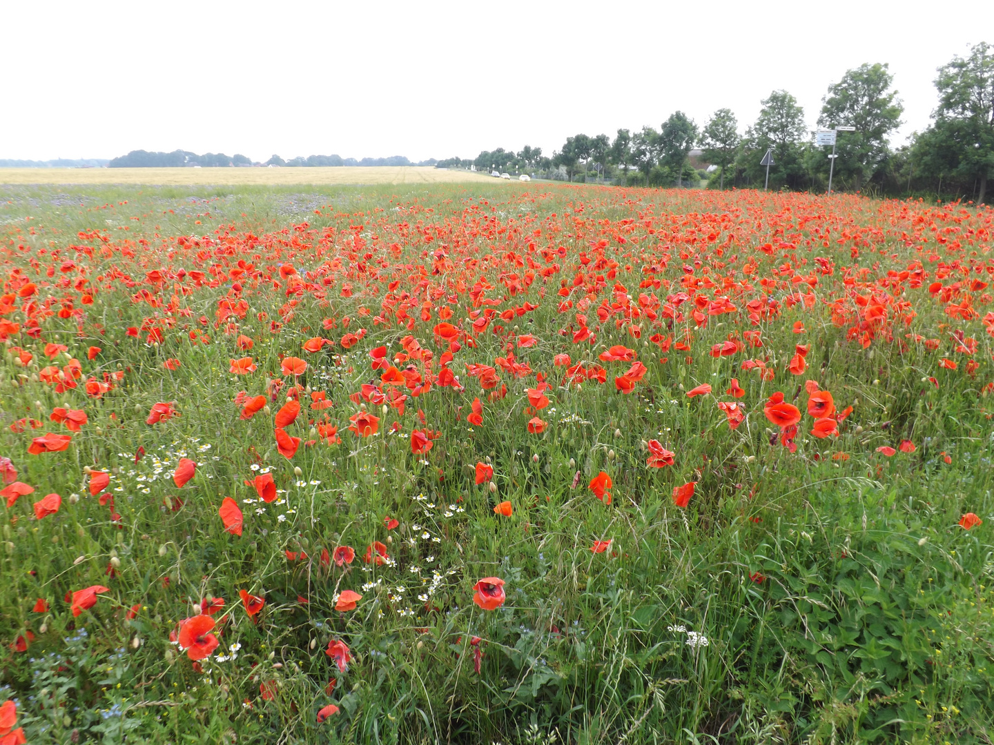 Mohnfeld auf Rügen