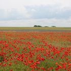 Mohnfeld auf Rügen