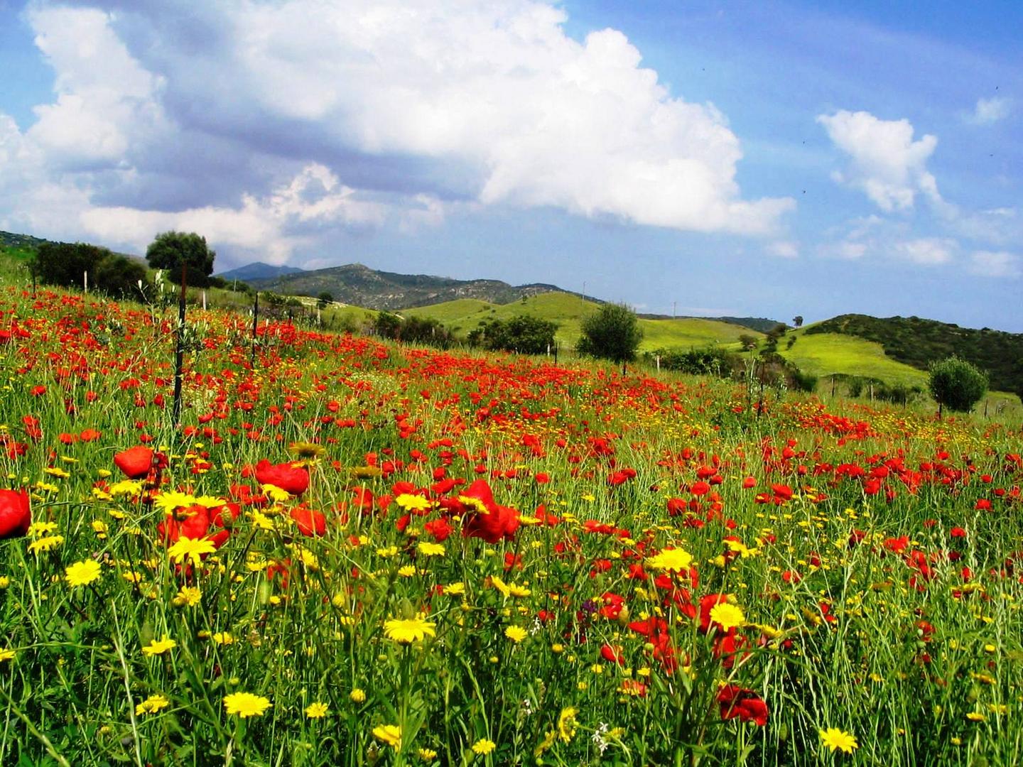 Mohnfeld auf Sardinien