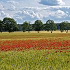 Mohnfeld auf Usedom