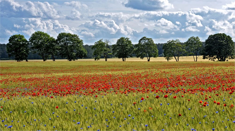 Mohnfeld auf Usedom