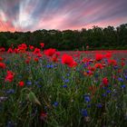 Mohnfeld bei Blankenburg beim Sonnenaufgang am Dienstag Früh