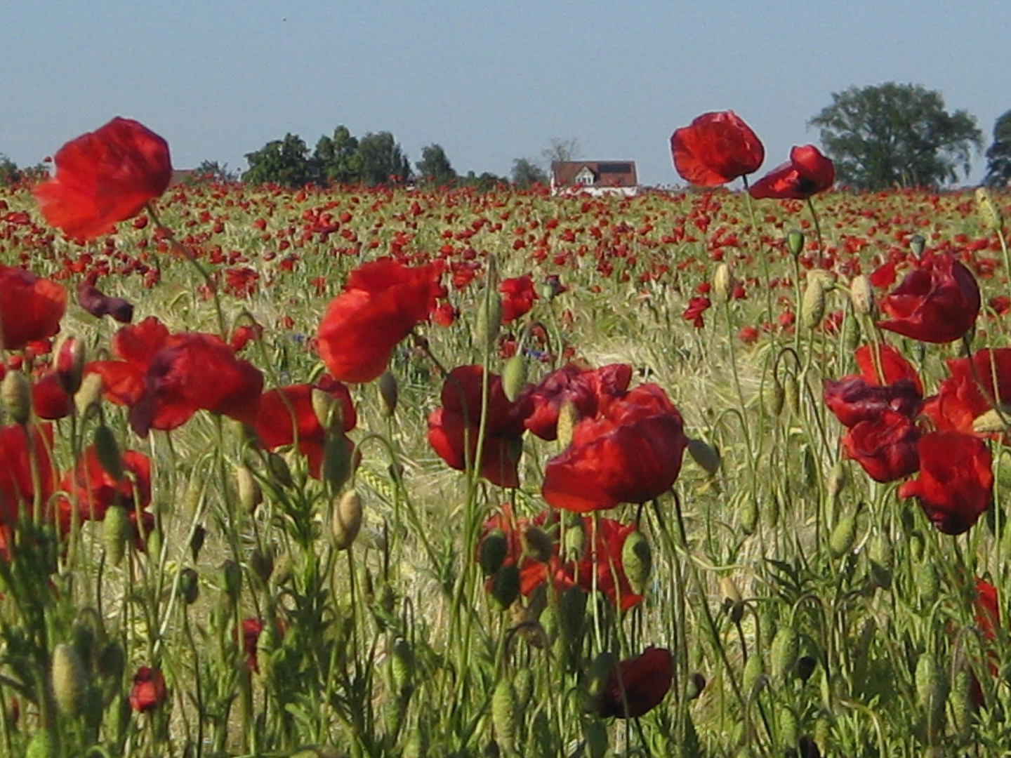 Mohnfeld bei Fahrland