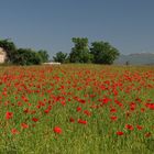 Mohnfeld bei Forcalquier