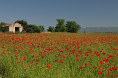 Mohnfeld bei Forcalquier