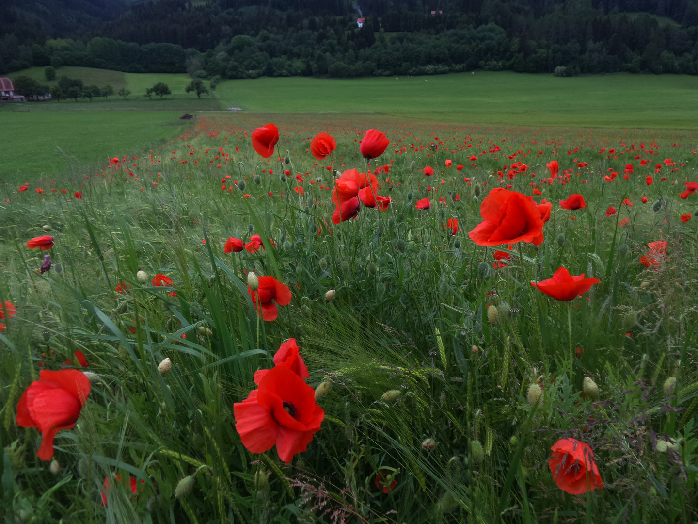 Mohnfeld bei Judenbug