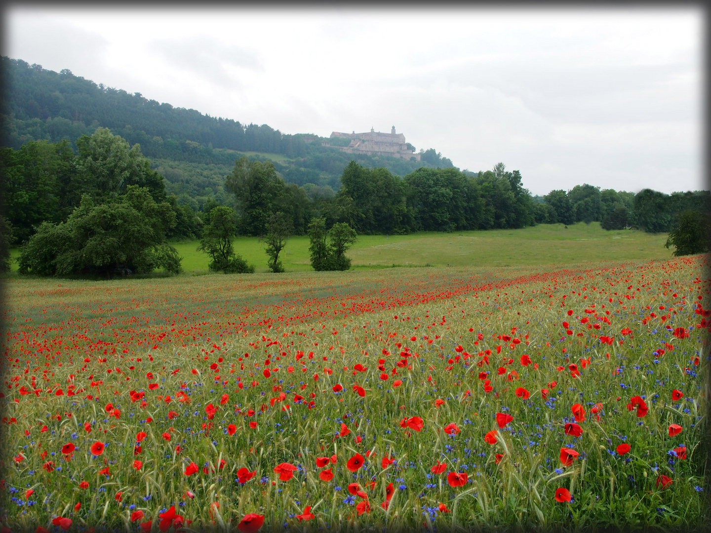 Mohnfeld bei Kulmbach