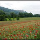 Mohnfeld bei Kulmbach