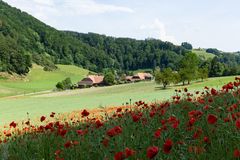 Mohnfeld bei Lindental