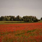 Mohnfeld bei München