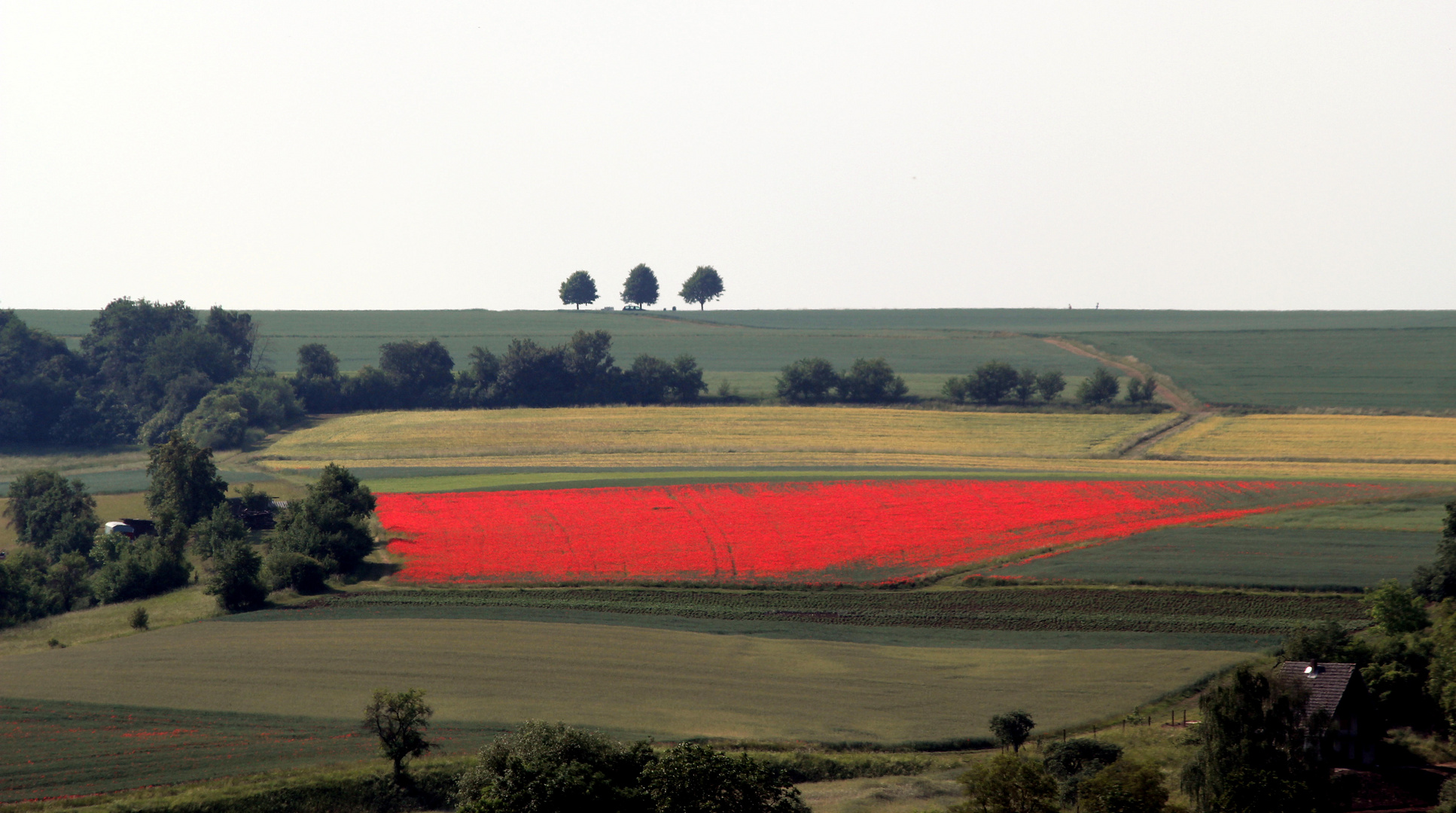 Mohnfeld bei Münchholzhausen