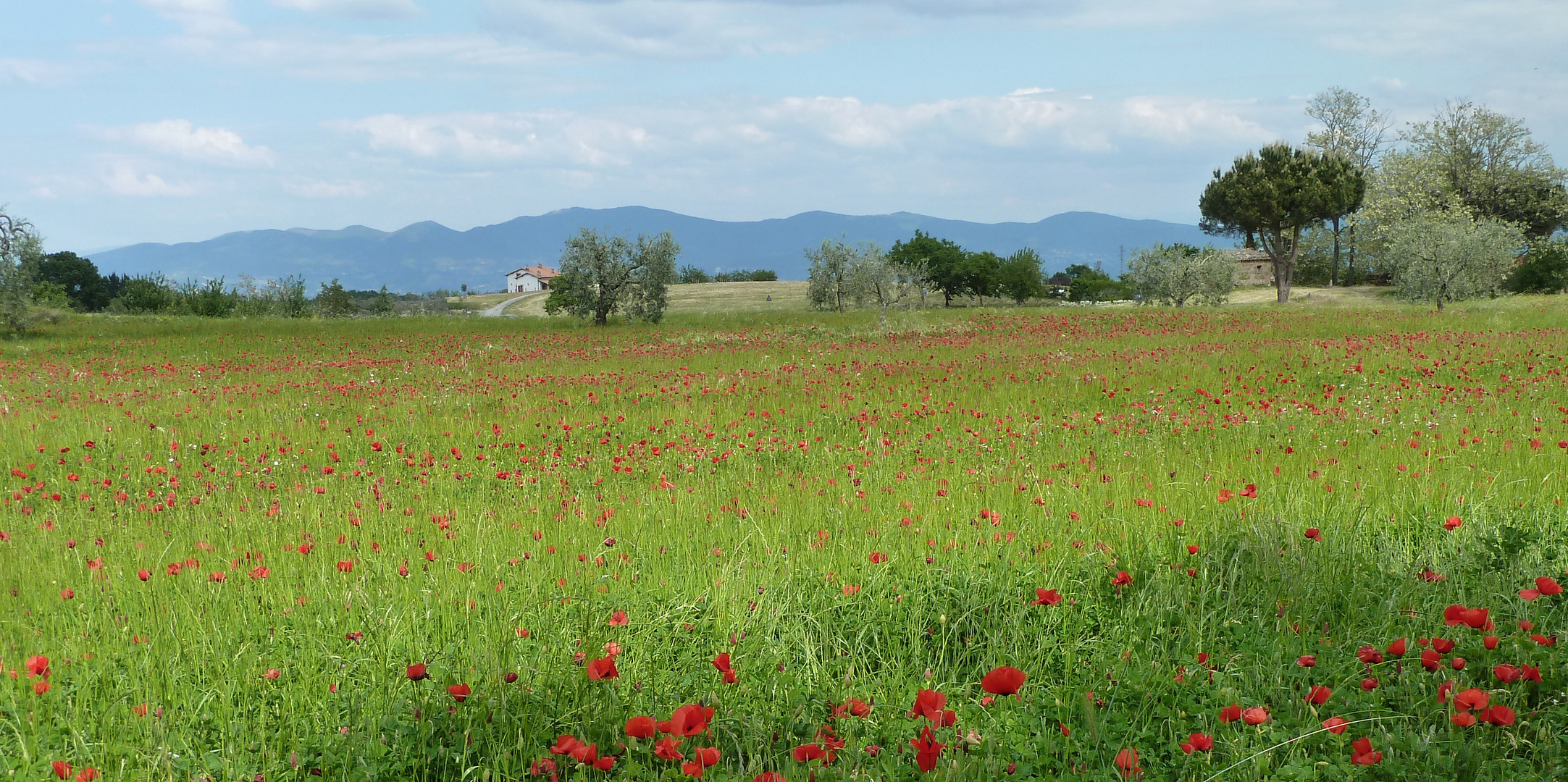 Mohnfeld bei Orvieto