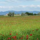 Mohnfeld bei Orvieto