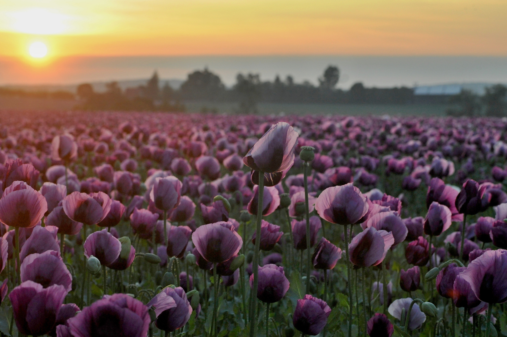 Mohnfeld bei Sonnenaufgang