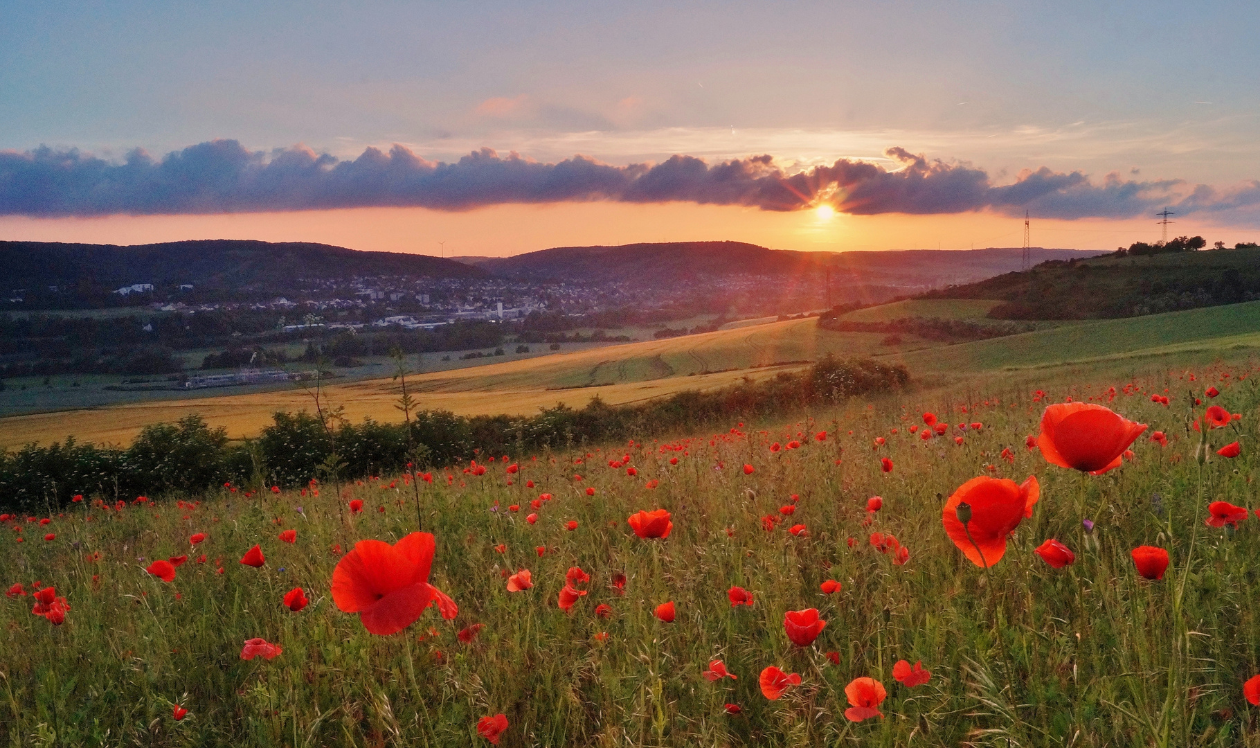 Mohnfeld bei Sonnenuntergang.