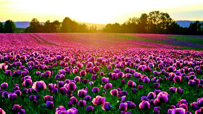 Mohnfeld bei Sonnenuntergang