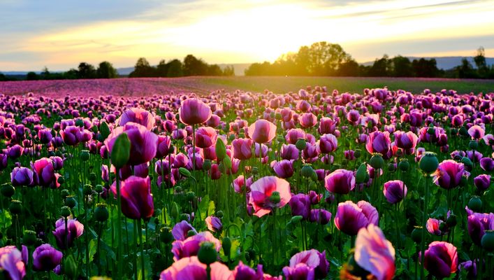 Mohnfeld bei Sonnenuntergang