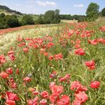 mohnfeld bei willingen / original