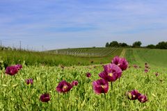 Mohnfeld, erste Blümen 