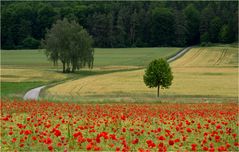 Mohnfeld...