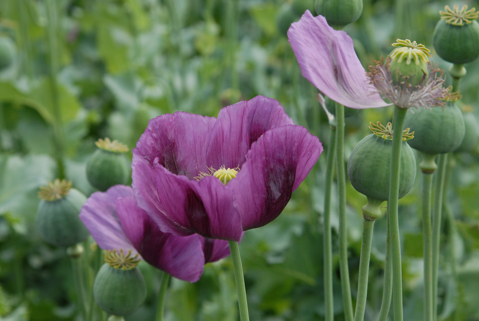 Mohnfeld, field of poppies