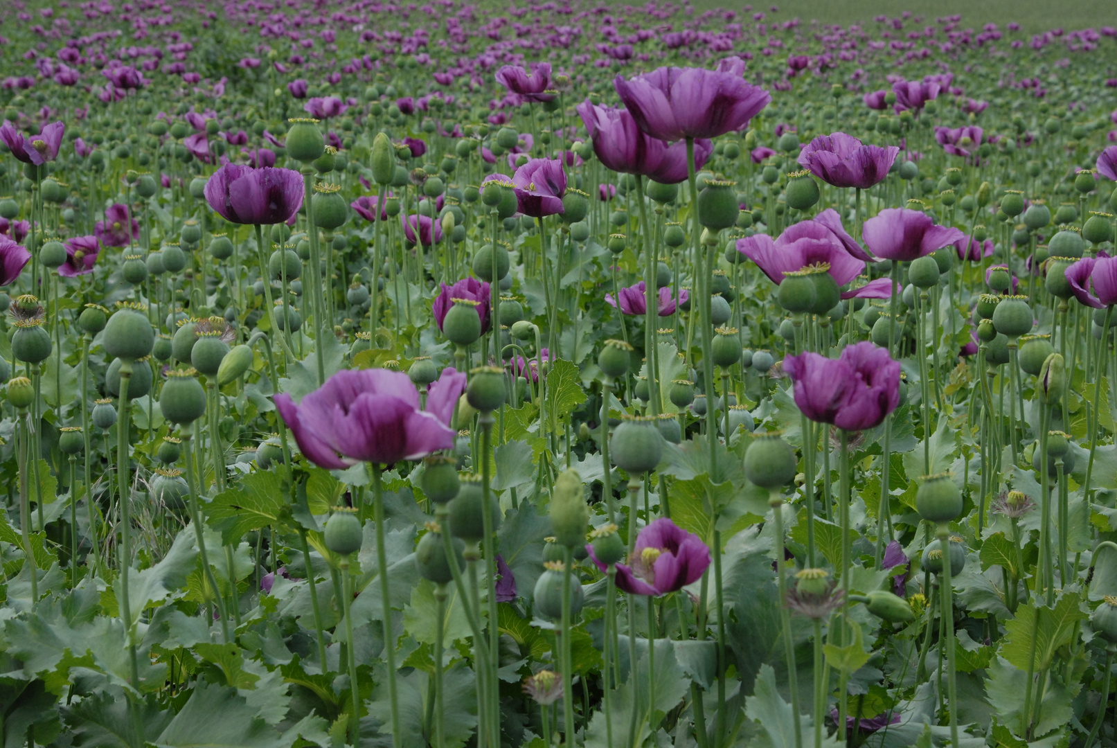 Mohnfeld, field of poppies