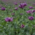 Mohnfeld, field of poppies