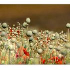 Mohnfeld (Focus-stacking)