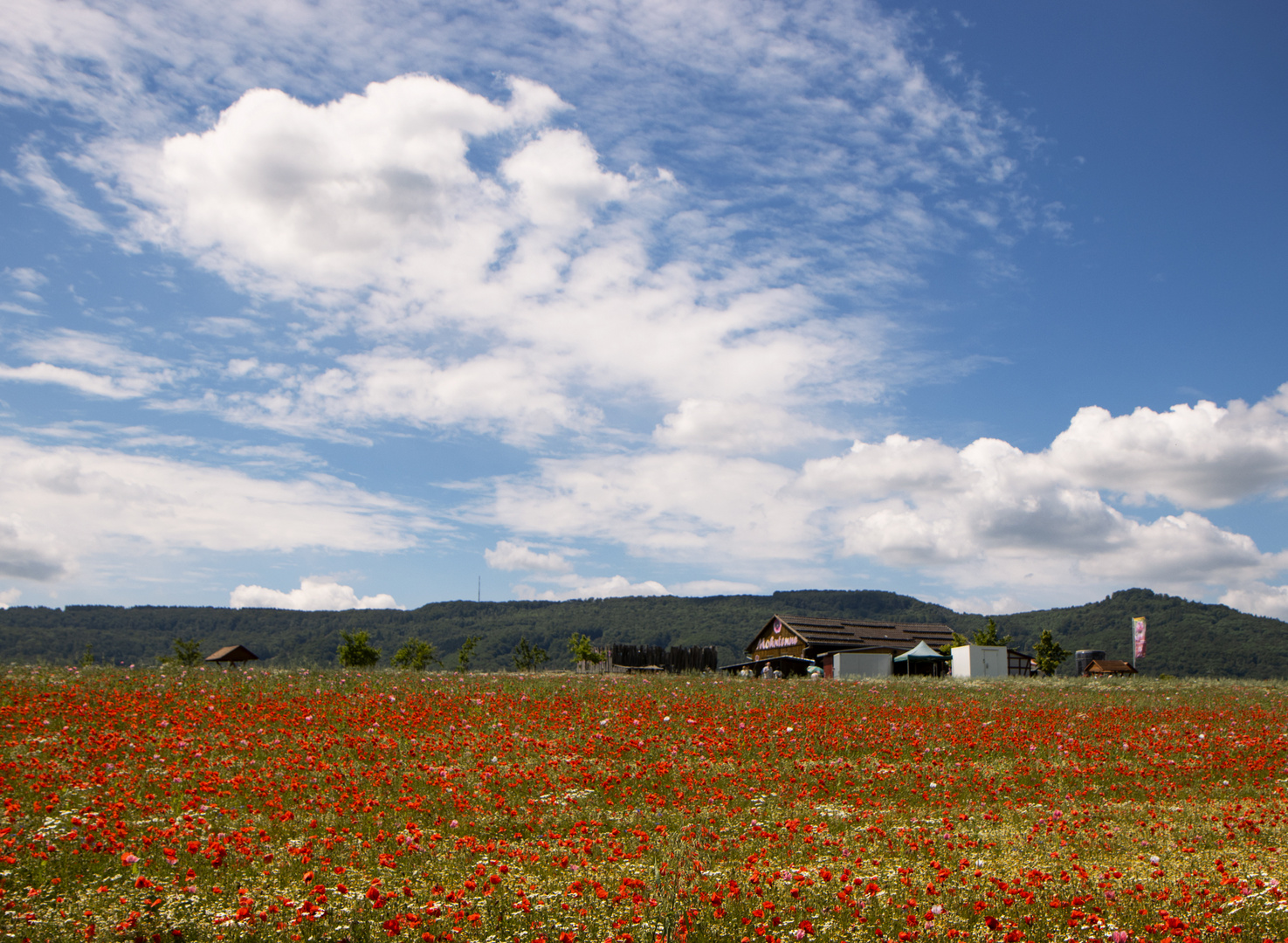 Mohnfeld Germerode